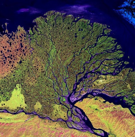 Coral reef or satellite image? 🪸🛰️ If you guessed satellite image, you’re right! This colorful view of the Lena River…