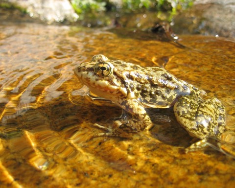 🐸 653 frogs. One big step for a species fighting its way back. This summer, USGS scientists and partners released 653…