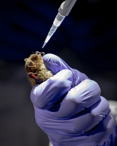 Going to bat for bats: A vaccine for white-nose syndrome 🦇 The USGS is playing a crucial role in the research and dev…